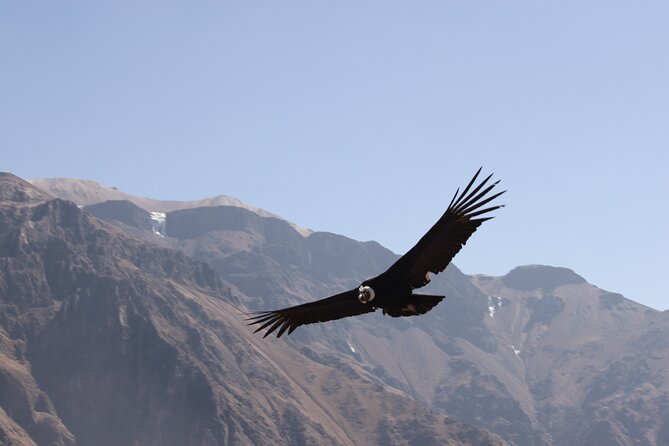 2-Day Colca Canyon, Vicuna Reserve and Condors from Arequipa - What this two-day Colca trip really offers