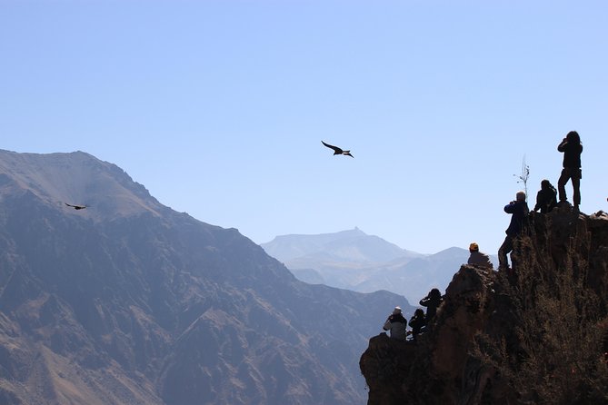 2-Day Colca Canyon, Vicuna Reserve and Condors from Arequipa - Day 2: The early trip to Cruz del Condor