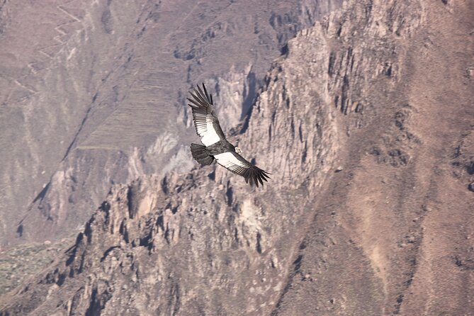 2-Day Colca Canyon, Vicuna Reserve and Condors from Arequipa - The return to Arequipa is part of the cost