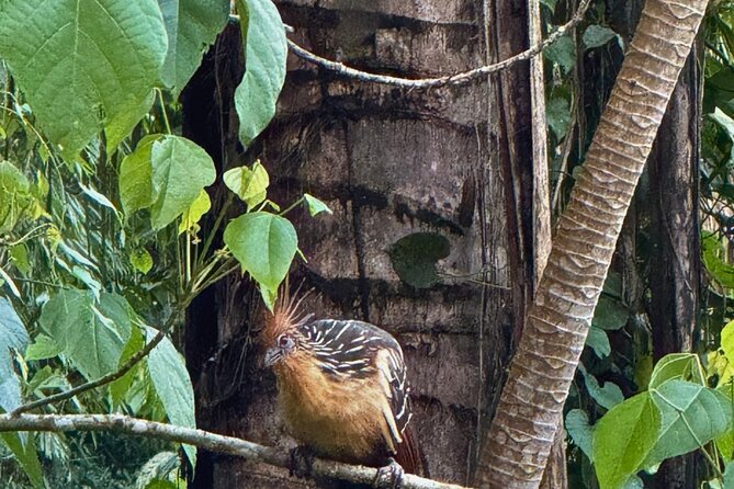 2 Day Manu National Park Tour to Explore the Amazon Biosphere - Why this two-day route works