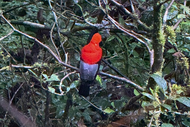 2 Day Manu National Park Tour to Explore the Amazon Biosphere - Bambu Lodge and the optional night walk