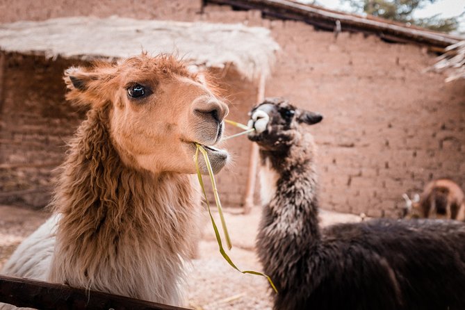 2-Day Tour: Sacred Valley and Machu Picchu by Train - Early buses and the Machu Picchu citadel