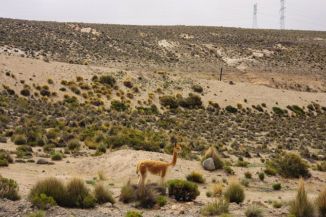 2 Day Tour to Colca Canyon - Key points to know before booking