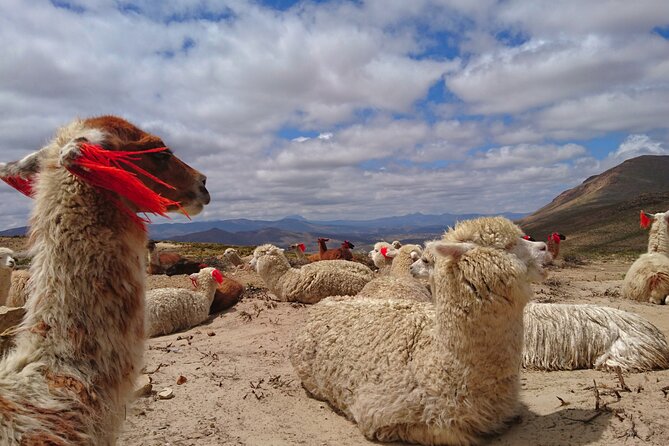 2 Day Tour to Colca Canyon - What this two-day Colca trip is really like