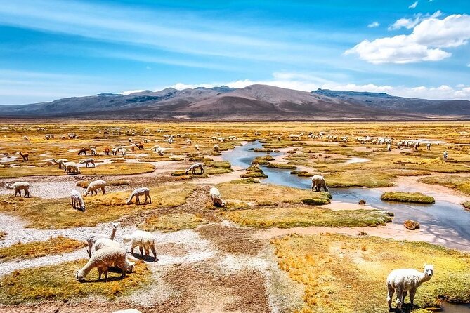 2 Days Colca Canyon Tour with Transfer to Puno - Day 1: Patahuasi and the road through Salinas and Aguada Blanca