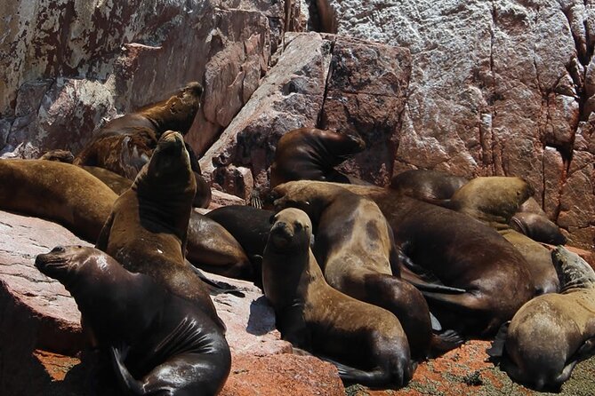 2-Hour Tour to the Ballestas Islands from Puerto San Martín - Who will enjoy this Ballestas Islands tour
