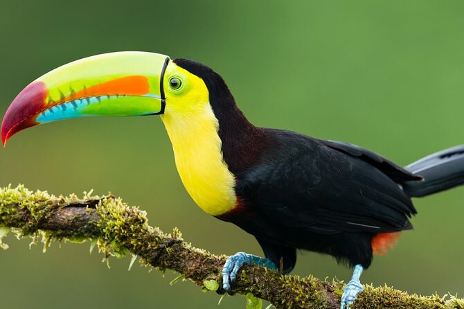 3-Day All Inclusive Guided Jungle Tour from Iquitos at Maniti Eco-Lodge - Monkey Island and the first afternoon at the lodge