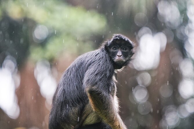 3-Day All Inclusive Guided Jungle Tour from Iquitos at Maniti Eco-Lodge - Pink dolphins and a night walk on Day 1
