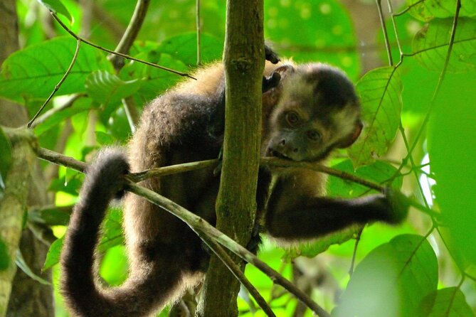 3-Day Eco-Sustainable Private Tour Manu National Park - Why Manu is worth the long road from Cusco