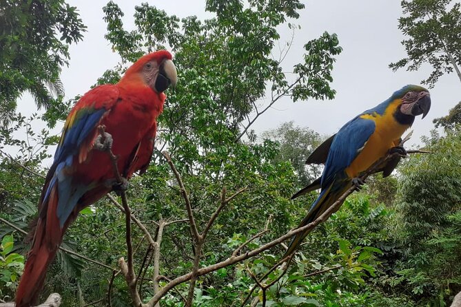 3-Day Eco-Sustainable Private Tour Manu National Park - Day 3: Parrot clay lick and the return to Cusco