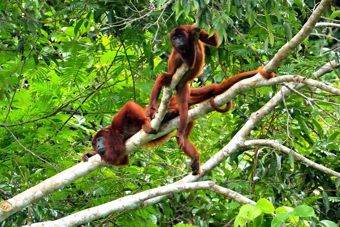 3-Day Eco-Sustainable Private Tour Manu National Park - How active is the three-day route?
