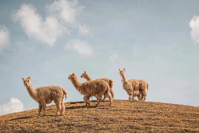 3 Days All Inclusive Ausangate to Rainbow Mountain Trek - Key points about this high-altitude trek
