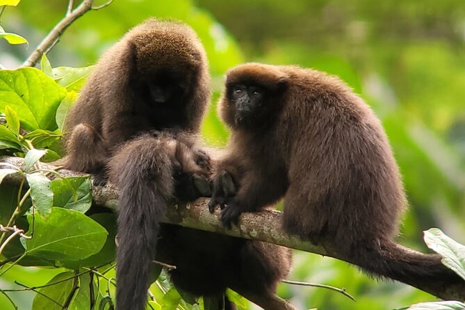 3 Days Amazon Jungle Tour in Manu Peru - Machuwasi Lake by balsa raft