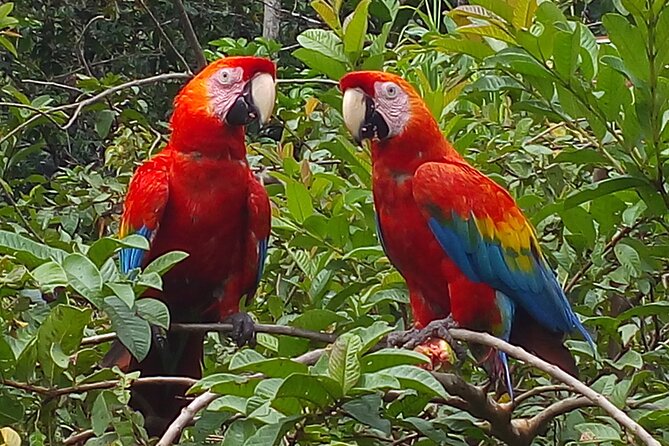 4-Day Private Tour to Manu National Park from Cusco - Why Manu Is Worth the Long Road From Cusco