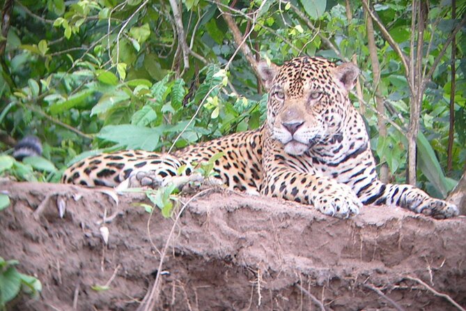 4-Day Private Tour to Manu National Park from Cusco - Day Three: Macaws, Machuwasi Lagoon, and Caiman Eyes