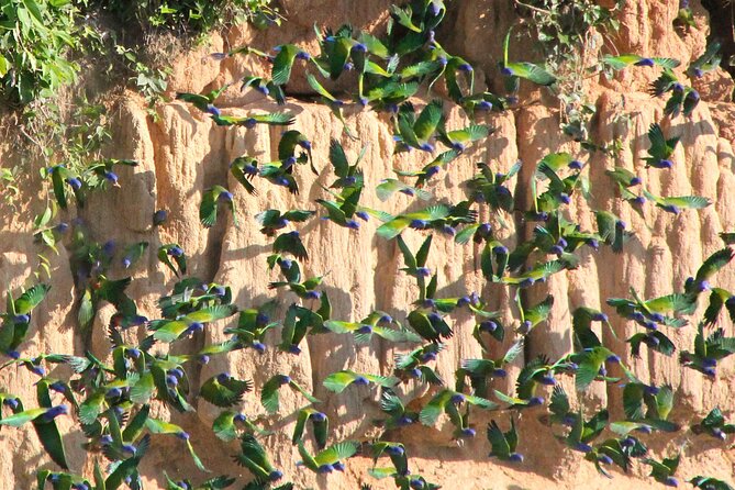 4-Day Private Tour to Manu National Park from Cusco - Day Four: Back to Atalaya and Cusco