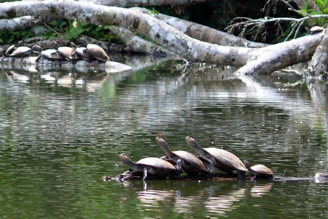 4-Day Private Tour to Manu National Park from Cusco - The Guides Can Make or Break the Experience