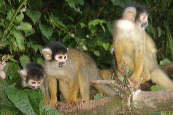 4-Day Private Tour to Manu National Park from Cusco - Is $580 a Good Value?