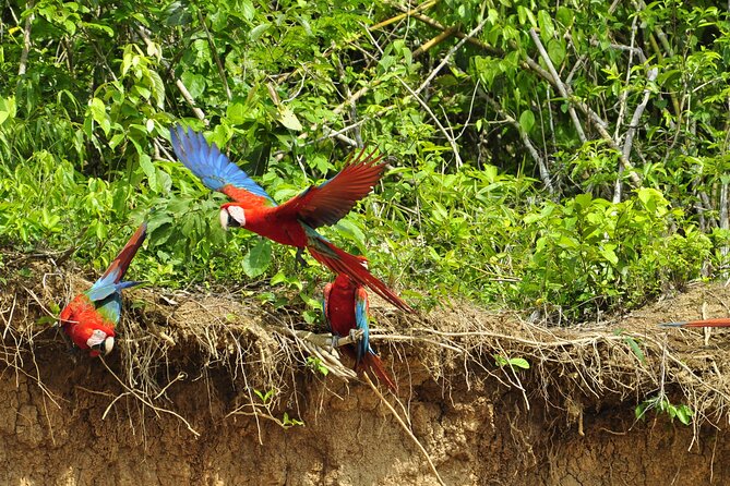 4-Day Private Tour to Manu National Park from Cusco - Who Should Book This Four-Day Manu Trip?
