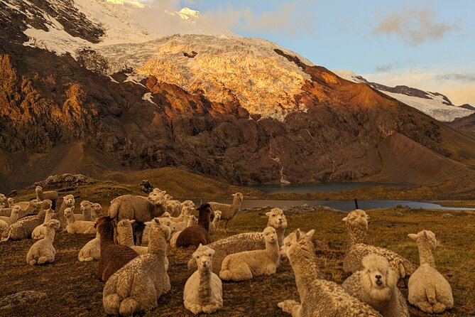 4-Day Tour in Ausangate Trek and Rainbow Mountain of Cusco - The service at camp adds real value