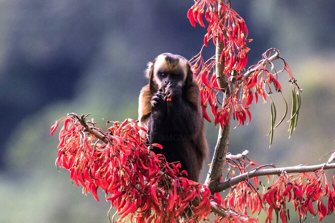 4 Day Tour to the Manu National Park - Five things to know before you book