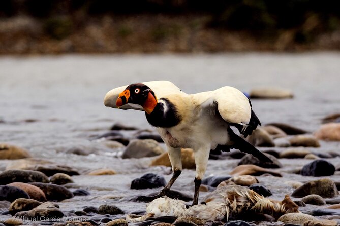 4 Day Tour to the Manu National Park - From Cusco to Pilcopata through the Andes