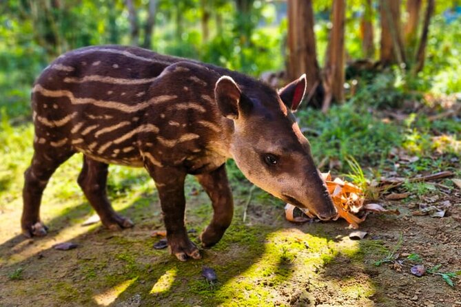 4 Days Manu Park Tour - Key points to know before booking