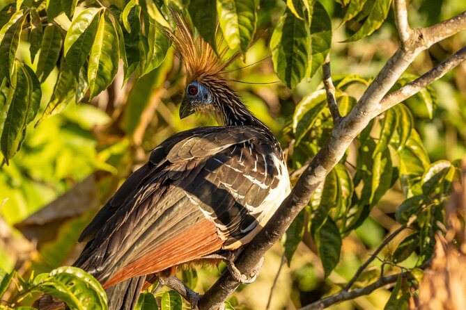 4 Days Manu Park Tour - Day three: a private reserve and a small mountain in the rainforest