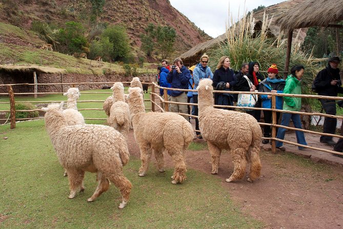 5-Day Tour Empire of the Incas Adventure - Who should book this five-day route?