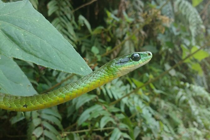 5 - Days Manu Jungle Tour with Hot Springs and Falls - Day 3: A shorter day with room for close observation