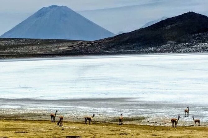 8-Hours Tour in Arequipa Laguna de Salinas with Pick-up - Laguna de Salinas and the famous reflections