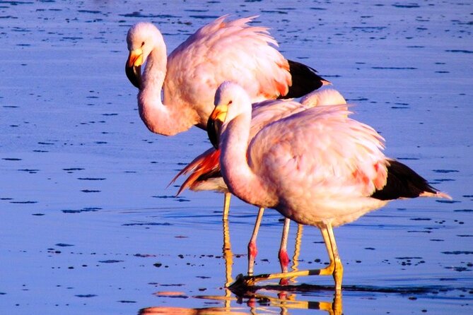 8-Hours Tour in Arequipa Laguna de Salinas with Pick-up - The road, the altitude, and your comfort