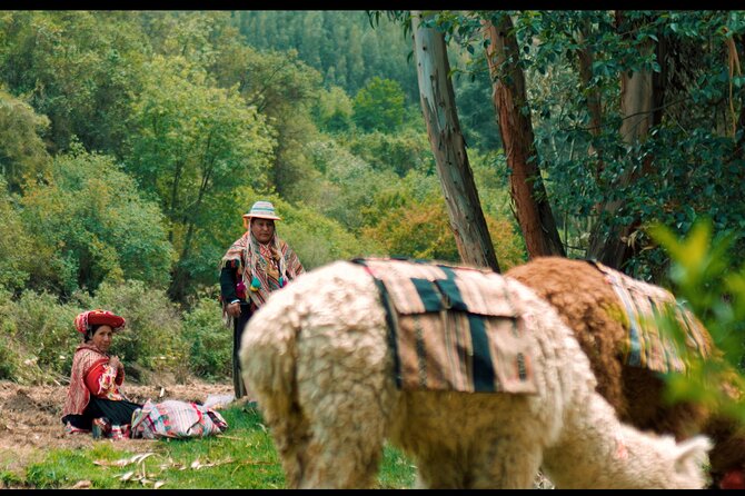 Alpaca Walk & Natural Dye Tour: A Memorable Full Day Experience - Meeting your alpaca companion