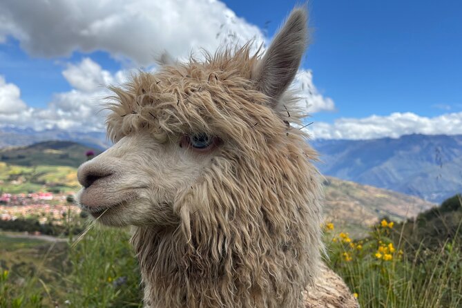 Alpaca Walk over the Sacred Valley of the Incas from Cusco - Who will enjoy this alpaca walk most?