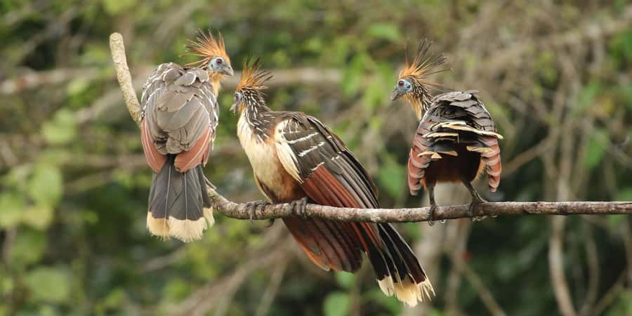 Amazonas Manu Cultural Zone 4 Days / 3 Nights - Key points to know before booking