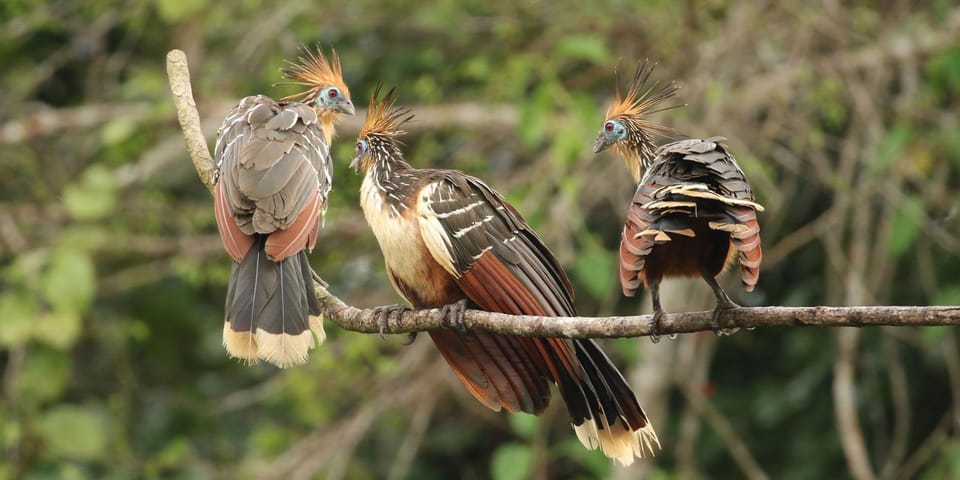 Amazonas Manu Cultural Zone 4 Days / 3 Nights - Day four: one last forest walk and the long ride to Cusco