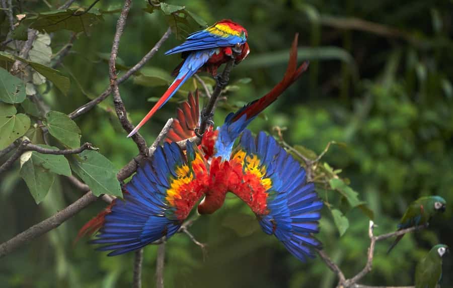 Amazonas Manu Cultural Zone 4 Days / 3 Nights - Pilcopata and the first taste of jungle travel