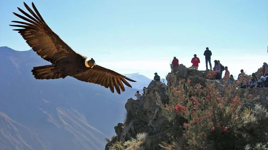 Arequipa: 2-Day Colca Canyon Classic Tour return to Arequipa - Why two days works better than a rushed canyon visit