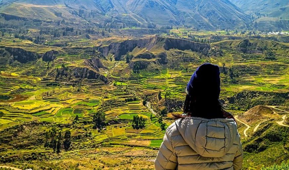 Arequipa: City and Country Tour - Incalpaca and four South American camelids