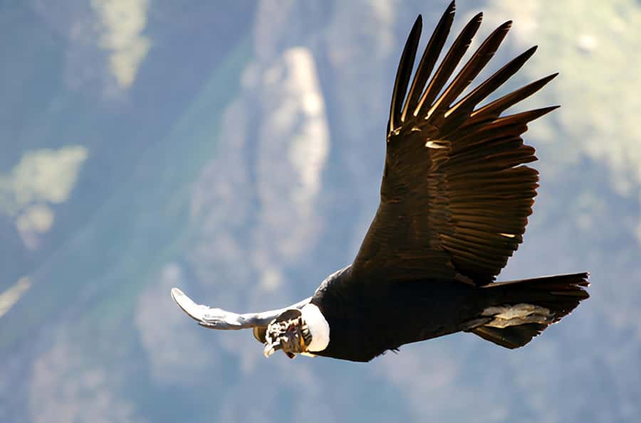 Arequipa: Full Day Colca Canyon Tour Roundtrip from Arequipa - Key points to know