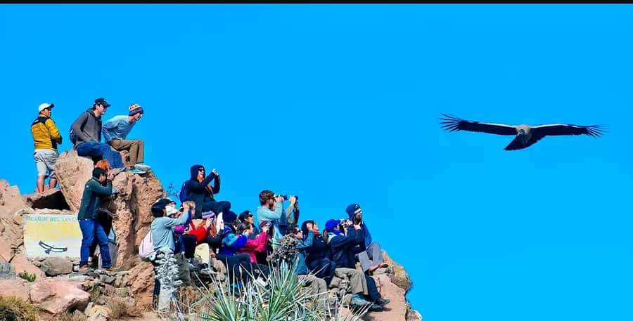 Arequipa: Full Day Colca Canyon Tour Roundtrip from Arequipa - Working terraces at Muyurina Viewpoint