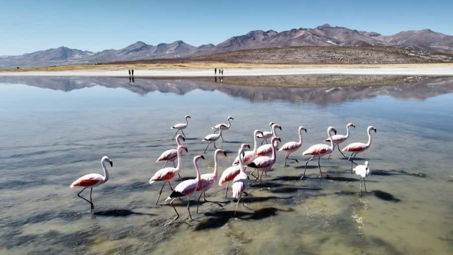 Arequipa: Full-Day Tour to Salinas Salt Lake - Breakfast and a taste of Chiguata