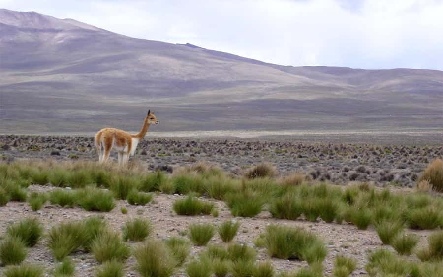 Arequipa: Fullday Colca Canyon + Lunch + Transfer to Puno - Chacapi hot springs at 11:30