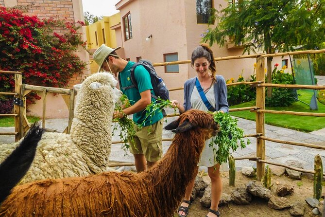 Arequipa Panoramic bus tour - Incalpaca Outlet and the South American camelids