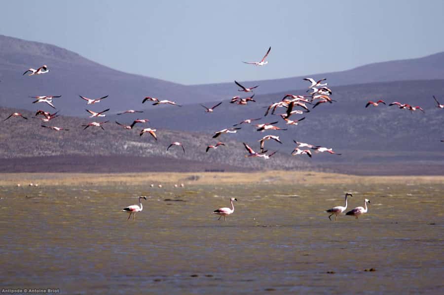 Arequipa: Salinas Lagoon Tour Offer Price - The return to Arequipa and the real time commitment