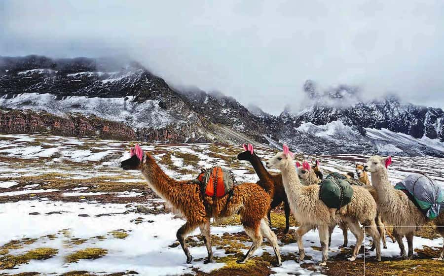 Arrive before the crowd to the Mountain in private service - Practical preparation for the day