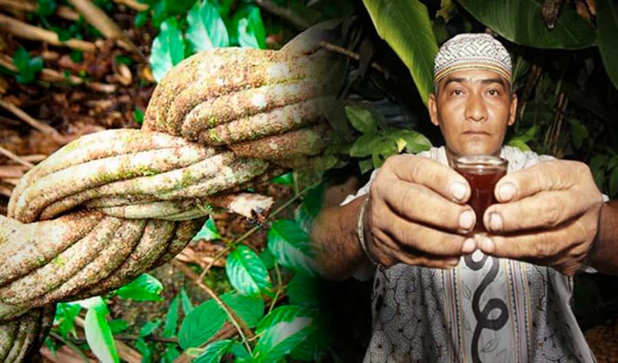 Ayahuasca Ceremony 1 Day in Cusco - Key points at a glance