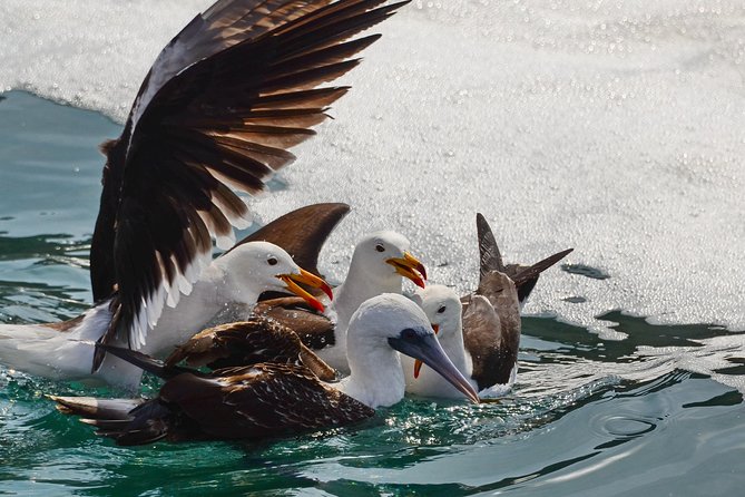 Ballestas island & Paracas reserve from PISCO CRUISESHIP TERMINAL - What $100 really buys you