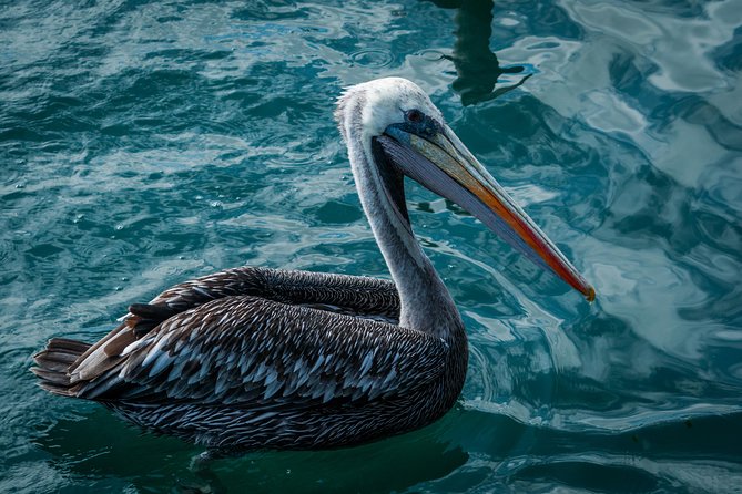 Ballestas island & Paracas reserve from PISCO CRUISESHIP TERMINAL - Group size, comfort, and organization