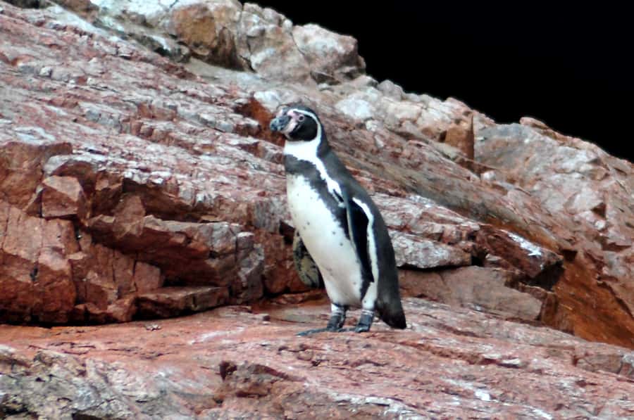 Ballestas Islands and Huacachina Oasis Half-Day Tour - El Candelabro, the first great mystery